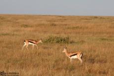 IMG 8304-Kenya, thomson gazelles in Masai Mara IMG 8304-Kenya, thomson gazelles in Masai Mara